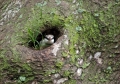 Eisvogel in seinem Nest