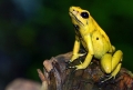 Goldener Giftfrosch