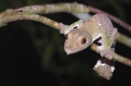 uroplatus im Regenwald Montagne d'Ambre