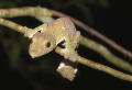 uroplatus im Regenwald Montagne d'Ambre