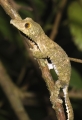 uroplatus im Regenwald Montagne d'Ambre