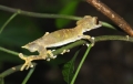 uroplatus ebenaui im Regenwald Montagne d'Ambre