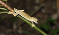 uroplatus ebenaui im Regenwald Montagne d'Ambre