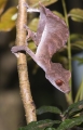 uroplatus ebenaui im Regenwald Montagne d'Ambre