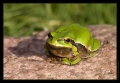 Laubfrosch