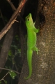 Taggecko Madagaskar