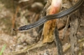 Begegnung mit dieser Schlange in Madagaskar