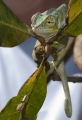 Furcifer Pardalis Chamäleon