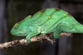 Chamäleon in Madagaskar