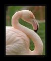 Flamingo Portrait