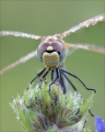 Libelle Portrait