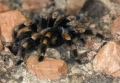 Schöne Spinne