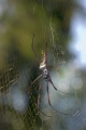 Grosse Spinne aus Madagaskar