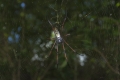 Nephila madagascariensis