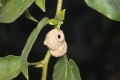 Nest eines Käfers