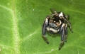 Springspinne