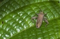 Käfer aufgenommen in Madagaskar