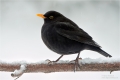 Amsel