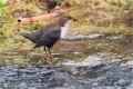 Wasseramsel