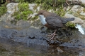 Wasseramsel