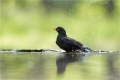 Amsel