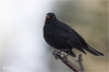 Amsel