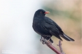 Amsel