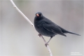 Amsel