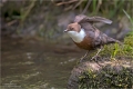 Wasseramsel