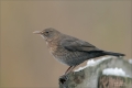 Amsel