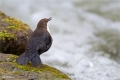 Wasseramsel