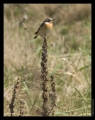 Braunkehlchen